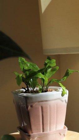 Спасеныш из уценки Ашан. До /После за 6 месяцев #комнатныерастения #plants #папоротниккрокодил