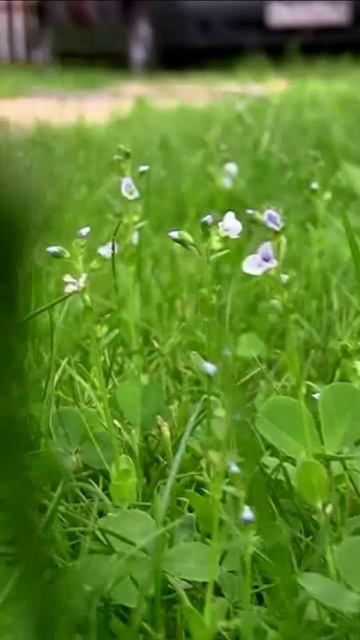 Голубые цветы Вероники. Дмитрий Шлапак смотреть онлайн