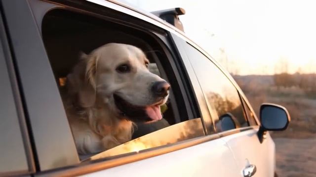 Жена заставила избавиться от семейной собаки. Но дальше произошло невероятное! смотреть онлайн