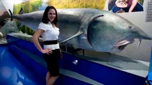 Самая большая в мире пойманная Рыба # Белуга осётр 1490 кг (720p)