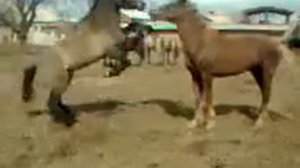 Бой лошадей