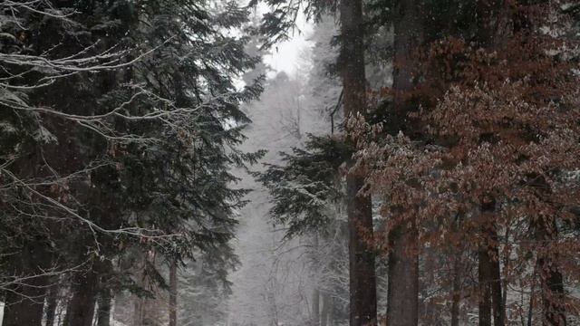Семья Колесниковых/Новости из Дворца.