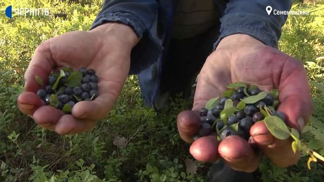Чорниці – як спосіб заробітку: на Чернігівщині розпочався сезон лісових ягід