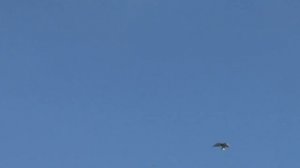 Синие и синерябые белохвостые. Племенные пары сезона 2022.Breeding pairs of pigeons of the 22 season