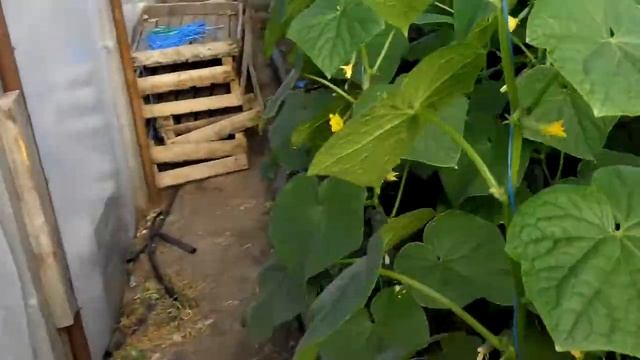 √61 Новый участок.Огурцы от пятого апреля смотреть онлайн