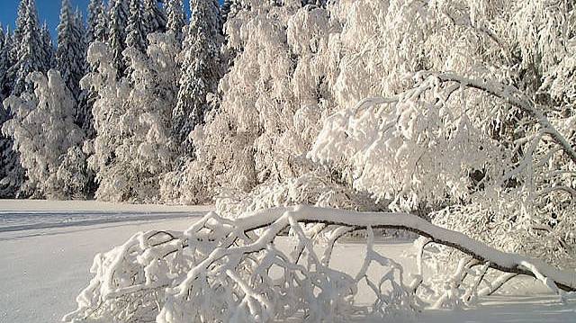 ФЕВРАЛЬ--ТЕЛЕЦ