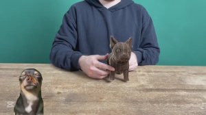 Сборка Чихуахуа