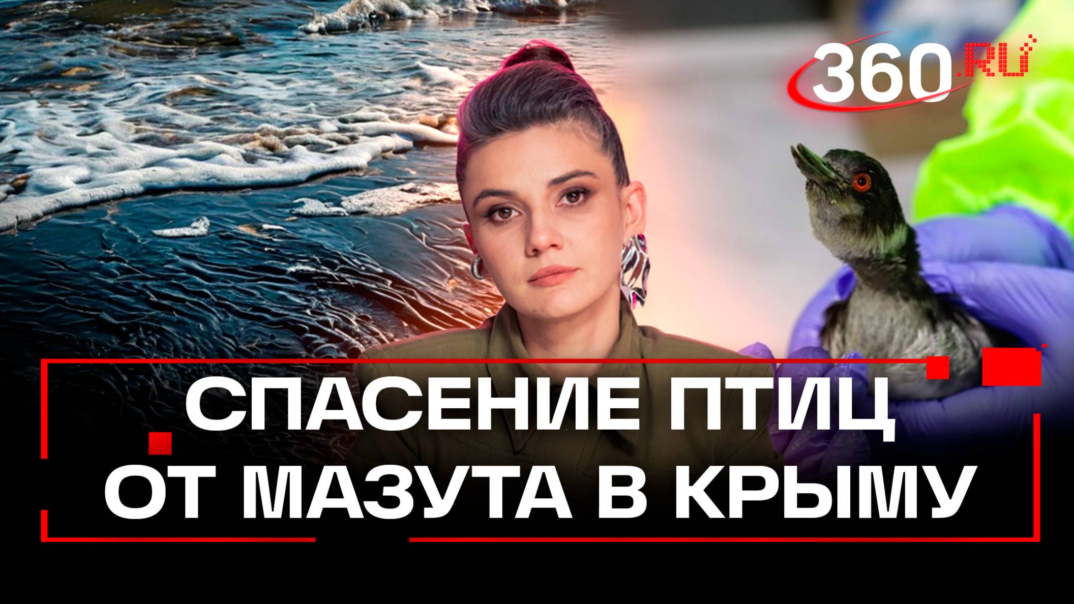 Разлив мазута в Черном море. Спасение птиц в Крыму и в Сочи. Координатор волонтерского штаба