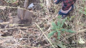 К сожалению котёнка не удалось спасти.