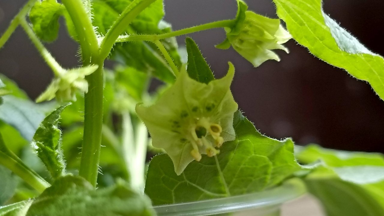 Сараха овощная (Jaltomata procumbens) - выращивание в сибире, 2024г