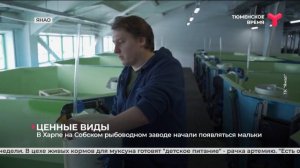В Харпе на Собском рыбоводном заводе начали появляться мальки |ЯНАО