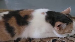 звук гулящей кошки для кота кот в шоке