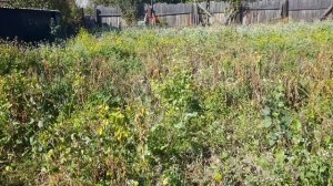 Урожай картофеля по методу Пермокультуры
