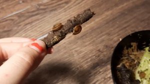 ВЫРАЩИВАНИЕ УЛИТОК/ выращивание ахатин и древесников