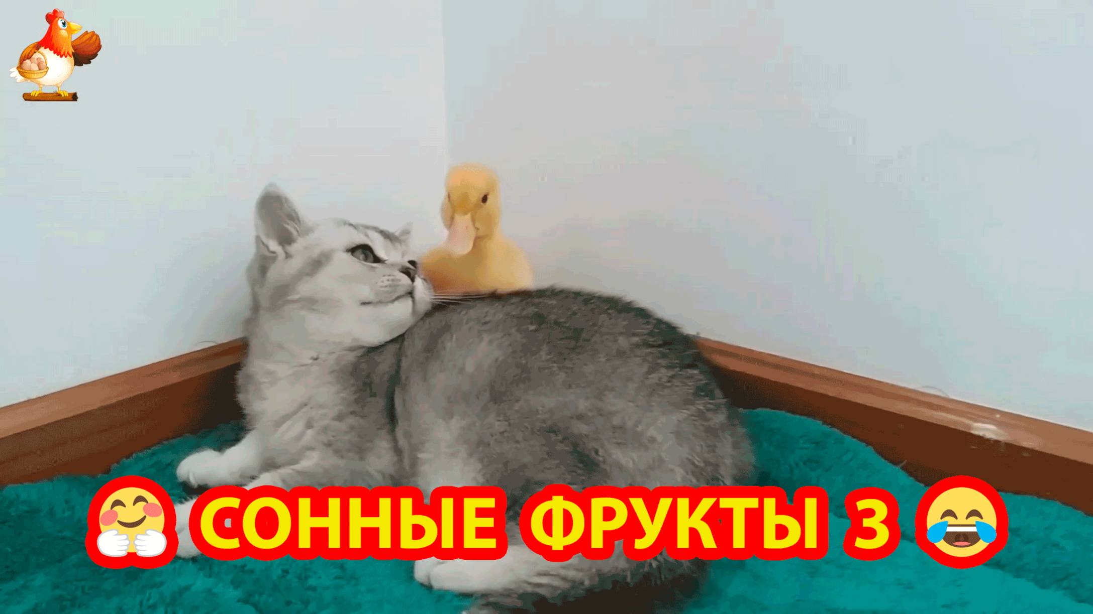 Сонные фрукты 3 сегодня без вазочки и спать не хотят ❣️😂🤣