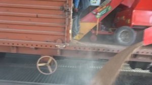 Разгрузка зерна из крытого вагона в завальную яму