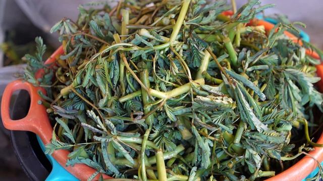 5분이면 20인분 뚝딱! 향긋한 물아카시아를 넣어 만든 새우와 돼지고기 볶음면 / Water Mimosa Fried Noodles | Thailand street food смотреть онлайн