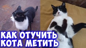 Что делать, если кот метит территорию. Простые способы как отучить кота метить территорию