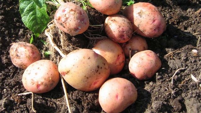 Обзор характеристик и описание картофеля сорта Жуковский ранний смотреть онлайн