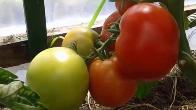 Характеристики и описание гибрида томата Евпатор F1 смотреть онлайн