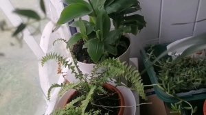 ПОЛНЫЙ ОБЗОР Моих комнатных растений. Вся КОЛЛЕКЦИЯ в одном видео.
