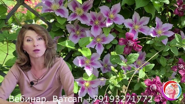 Приглашаю на Вебинар по выращиванию клематисов. Ватсап +79193271772 смотреть онлайн