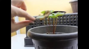 Ч2 Эксперимент выращивания клубники в квартире зимой на стелаже