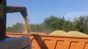 Аист на поле