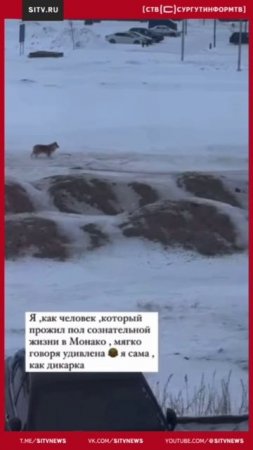 Жена хоккеиста из Югры думала что подкармливает волка, но оказалось что это обычный пёсик))