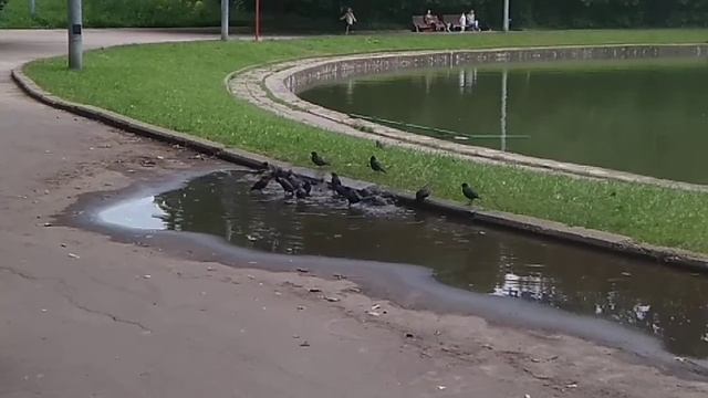 Птицы