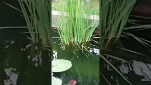 Мой прудик на даче своими руками с рыбками. Как зимует прудик!