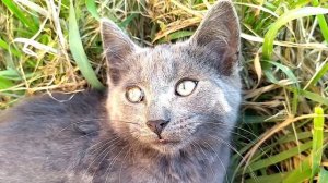 * Поэзия Любви * ***** РАДОСТЬ МОЯ =^ -^= ***** , автор Сафронов И.В.