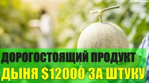 Самый дорогостоящий продукт - Королевская дыня $12000 за штуку