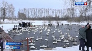 Как считают лебедей на Алтае/Зимовка на незамерзающем озере