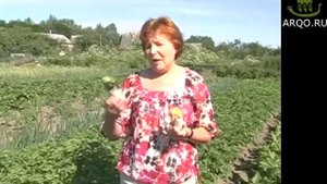 Фантастический урожай картофеля! Применяли препарат Байкал ЭМ 1