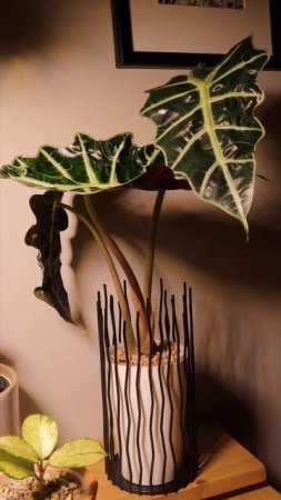Алоказия Полли#planttimelapse  #растения #houseplants #plants  #алоказия