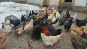 Менталитет дачника или ошибки которые допускают весной. Куры🐔 гуси🪿 рыжий кот Фокс🐱 хозяюшка Лапа
