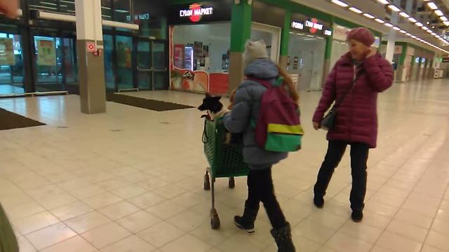 Ленивые собаки смотреть онлайн