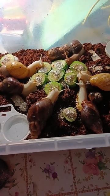 ❤️ смотреть онлайн