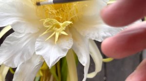 DRAGON FRUIT FLOWER MANUAL POLLINATION IF NO BEE'S AROUND.