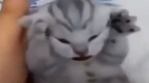 МЕМ Котенок кричит