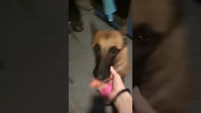 Морс сосиска 4 смотреть онлайн