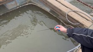 Форель монстр клюет