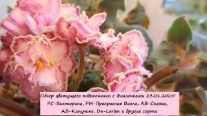 Обзор цветущего подоконника с Фиалочками 23.01.2025! РС-Викторина,РМ-Прекрасная Виола и другие сорта
