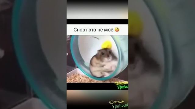 Курица, Хомяк, Панда и т.д.