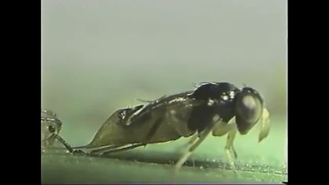 Organic pest control: Control Biologico de Plagas