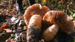 Разведка,за грибами