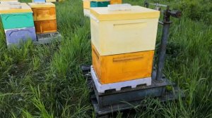 Переход к промышленному пчеловодству. Поддоны. Перевозка пчел с открытыми летками.