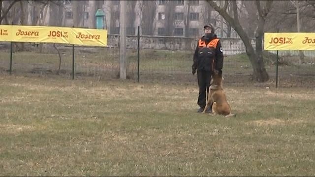 Колісниченко К.,тервюрен Quantity Deabei "Раж"-слухняність  92 бала, суддя Л.Борисенко, 1 частина