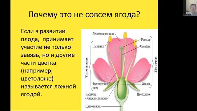 Самая необычная ягода. Как ее использовать? смотреть онлайн